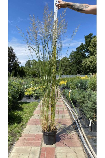 Куничник Карл Форстер - 3л/вис.120-140см/Ø30-40см